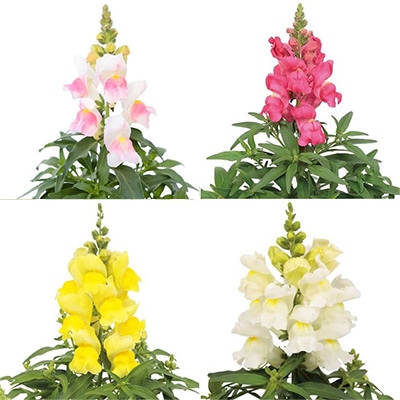 連結パック苗 4月お届け キンギョソウ キャンディートップス(R) 4種セット