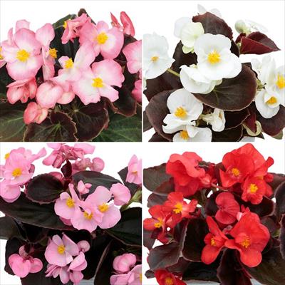 連結パック苗 5月お届け ベゴニア セネタiQ 4種セット