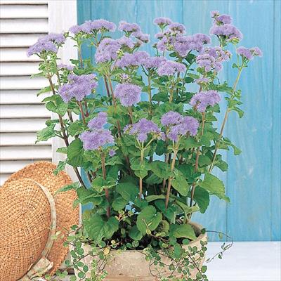 連結パック苗 5月お届け アゲラタム トップブルー