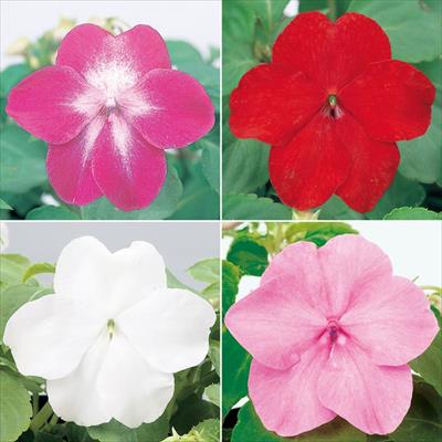 連結パック苗 5月お届け インパチェンス スーパーエルフィンXP 4種セット