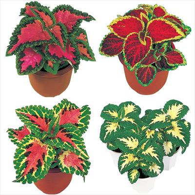 連結パック苗 5月お届け コリウス ハイウェイ 4種セット