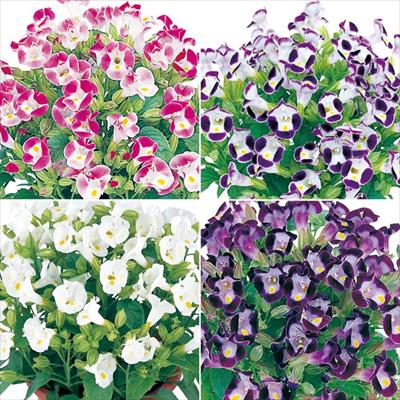 連結パック苗 5月お届け トレニア サイクロン 4種セット