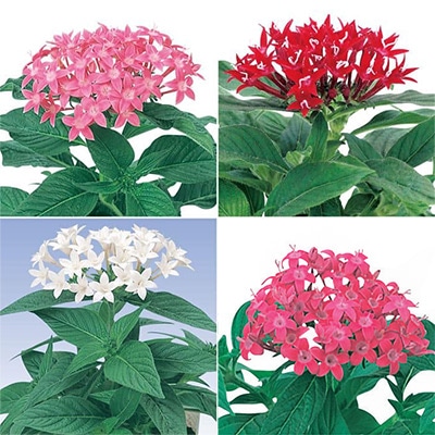 連結パック苗 5月お届け ペンタス グラフィティー 4種セット