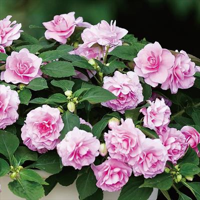 バラ咲きインパチエンス カリフォルニアローズ フィエスタ R グランデ ピンク 種 タネ 球根 苗の通販はサカタのタネ オンラインショップ バラ咲きインパチエンス カリフォルニアローズ フィエスタ R グランデ ピンク 種 タネ 球根 苗の通販はサカタのタネ オンラインショップ