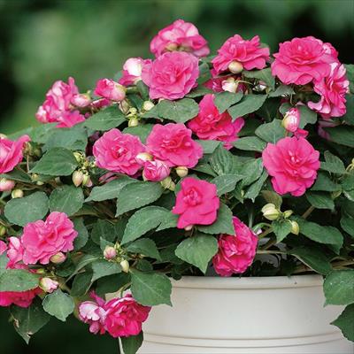 バラ咲きインパチエンス カリフォルニアローズ フィエスタ R グランデ ローズ 種 タネ 球根 苗の通販はサカタのタネ オンラインショップ