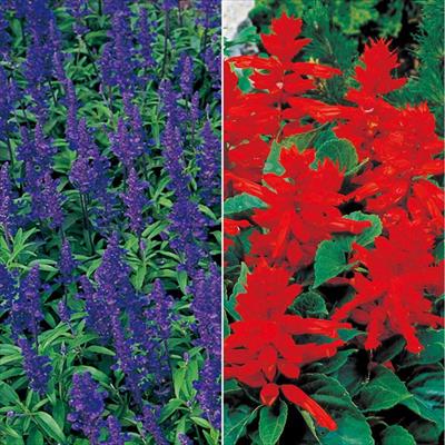 セルトップ(R)苗 6月お届け サルビア レッド&ブルー 2種セット
