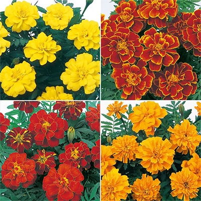 マリーゴールド出品 41100067_s.jpg