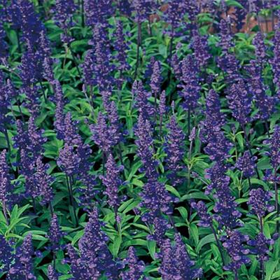 セルトップ(R)苗 6月お届け サルビア ファリナセア ナナ ディープブルー