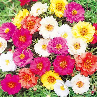 セルトップ(R)苗 6月お届け 松葉牡丹 ソーラーキッズ ミックス