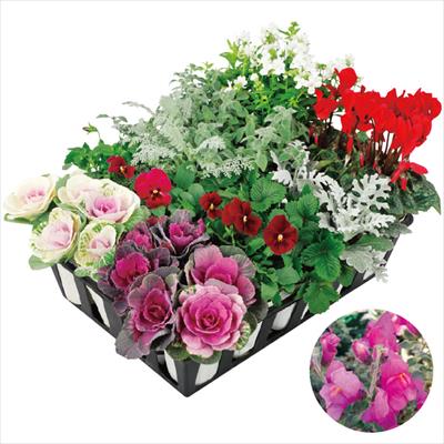 寄せ植えスリム苗 クリスマスカラー 見計らい 7種セット