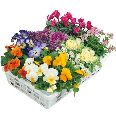 寄せ植えスリム苗 カラフルパレット 見計らい 5種セット