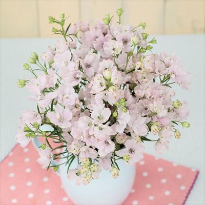 春待ち（R）苗 デルフィニウム プデル　シェルピンク