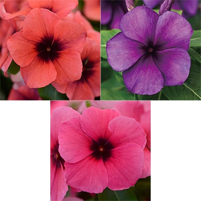 連結パック苗 5月お届け ニチニチソウ タトゥー 3種セット