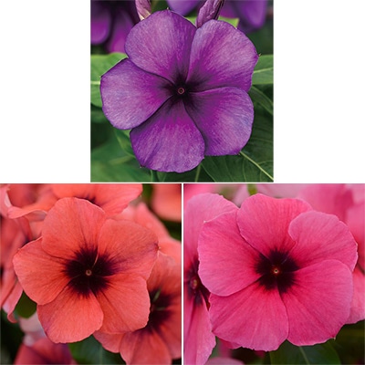 連結パック苗 6月お届け 日々草 タトゥー 3種セット