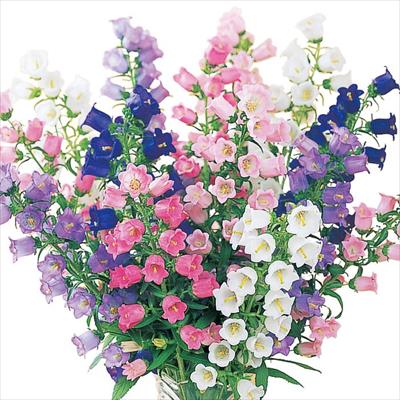 連結パック苗 カンパニュラ チャイム 4種セット