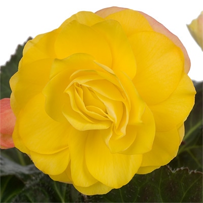 フォーチュンベゴニア(R) ゴールデンウィズレッドバック