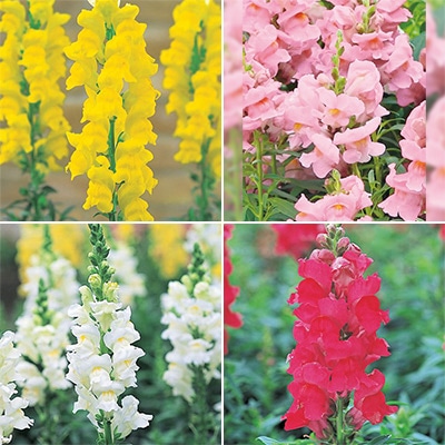 春待ち（R）苗 キンギョソウ ソネット 4種セット