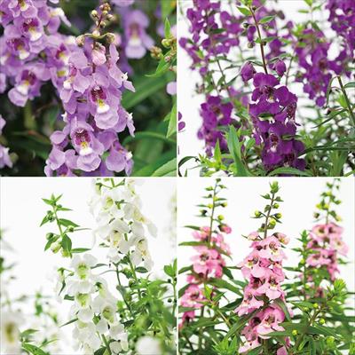 連結パック苗 5月お届け アンゲロニア セレニータ 4種セット