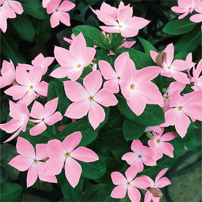 ニチニチソウ さくらんぼチーク