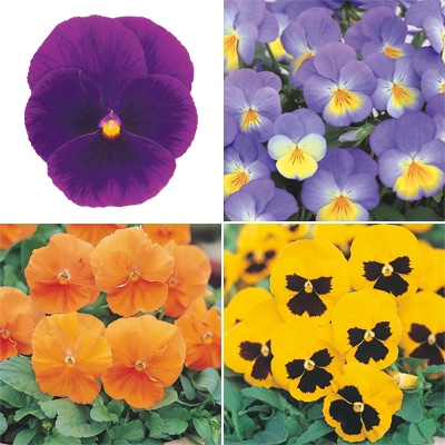 連結パック苗 パンジー ４種セット