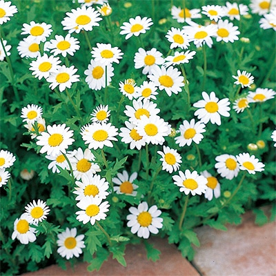 連結パック苗 クリサンセマム ノースポール｜種（タネ）,球根,苗