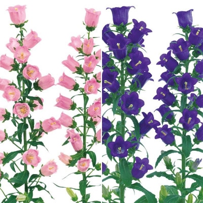 春待ち(R)苗 カンパニュラ チャイム 2種セット