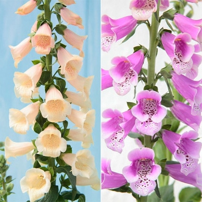 春待ち(R)苗 ジギタリス 2種セット