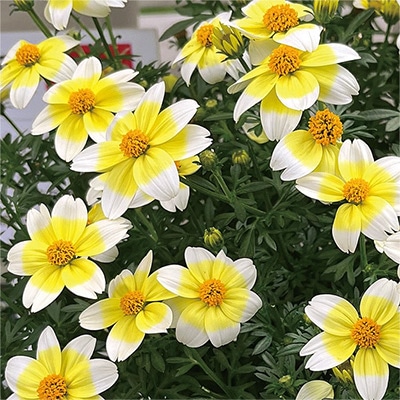 ビデンス キャンプファイヤーレモンシロップ