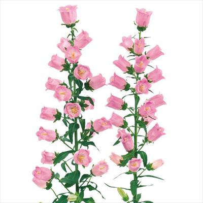 春待ち(R)苗 カンパニュラ チャイム ピンク