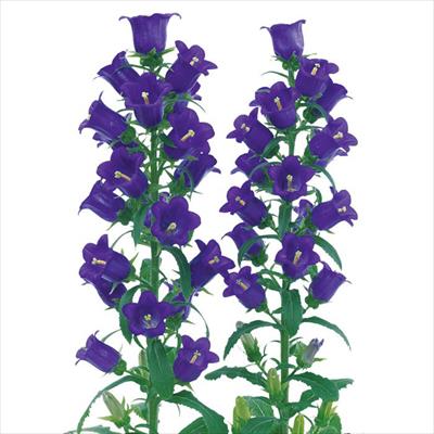 春待ち(R)苗 カンパニュラ チャイム パープル