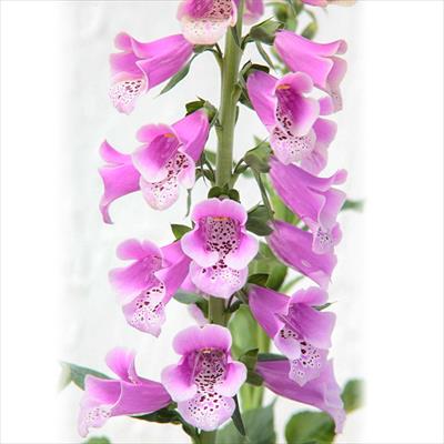 春待ち(R)苗 ジギタリス パープル