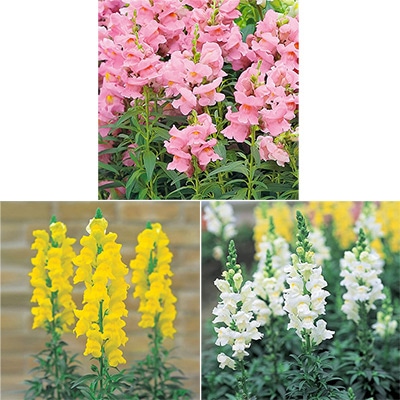 春待ち(R)苗 キンギョソウ ソネット カラフルBセット