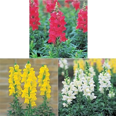 春待ち(R)苗 キンギョソウ ソネット カラフルCセット