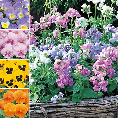 連結パック苗 パンジー ＋ 宿根ネメシア 2種セット