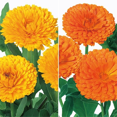 連結パック苗 キンセンカ 切り花向き 2種セット