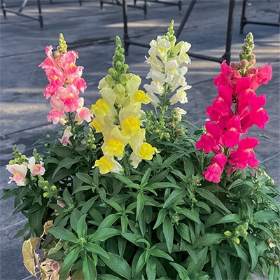 連結パック苗 キンギョソウ キャンディートップス（R） 4種セット