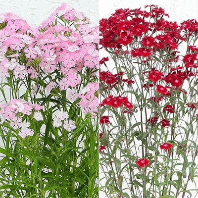 春待ち（R）苗 ダイアンサス ２種セット