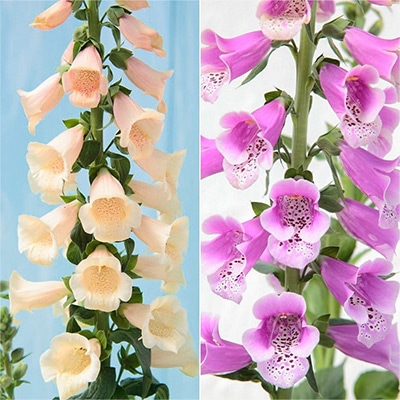 春待ち（R）苗 ジギタリス ２種セット