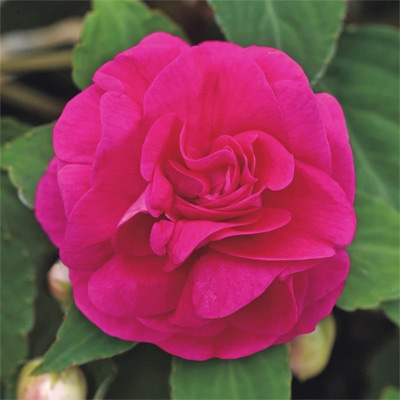 バラ咲きインパチェンス カリフォルニアローズ  フィエスタ（R）＋Plus ホットピンク