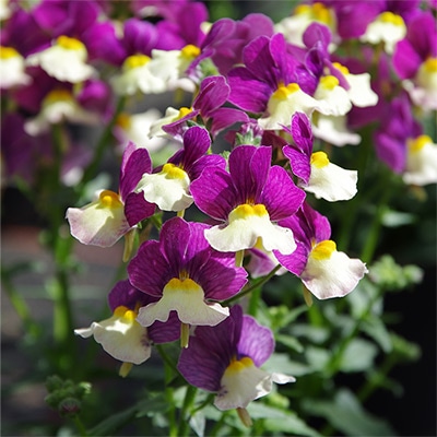 ネメシア アロマンス ライチグレープ