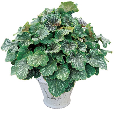 ヒューケラ ドルチェ チョコミント