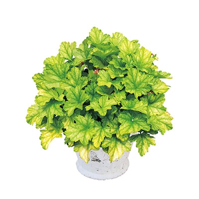 ヒューケラ ドルチェ フローズンマスカット