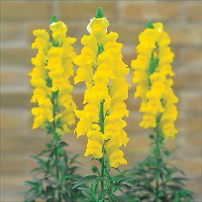 春待ち（R）苗 春待ち（R）苗 キンギョソウ ソネット イエロー