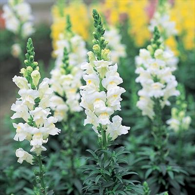 春待ち（R）苗 春待ち（R）苗 キンギョソウ ソネット ホワイト