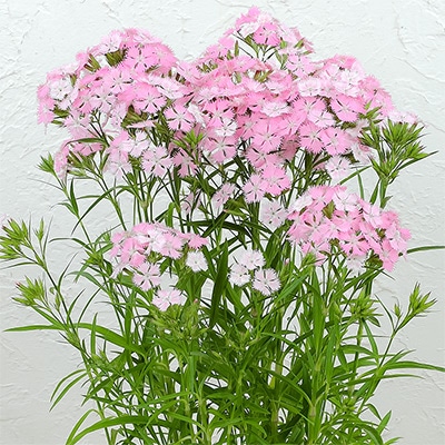 春待ち（R）苗 春待ち（R）苗 ダイアンサス マジカルピンク