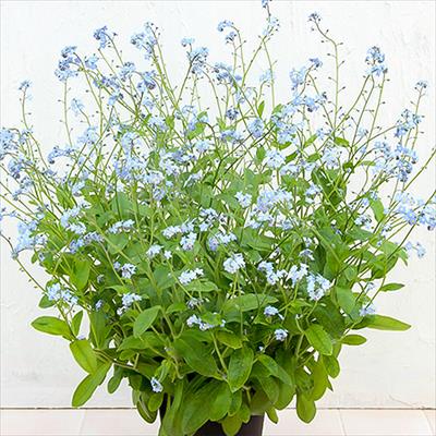 春待ち（R）苗 春待ち（R）苗 わすれな草