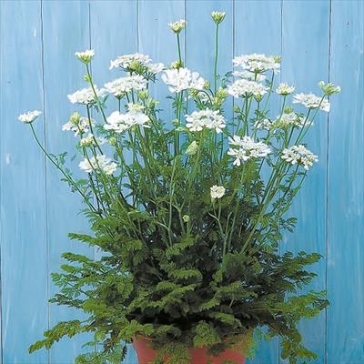 春待ち（R）苗 春待ち（R）苗 オルレア