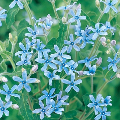 連結パック苗 5月お届け オキシペタラム ブルースター（スカイブルー）
