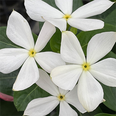 ニチニチソウ 純粋