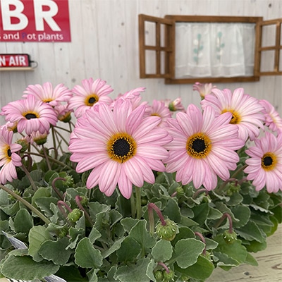 アークトチス プルミエ シフォン